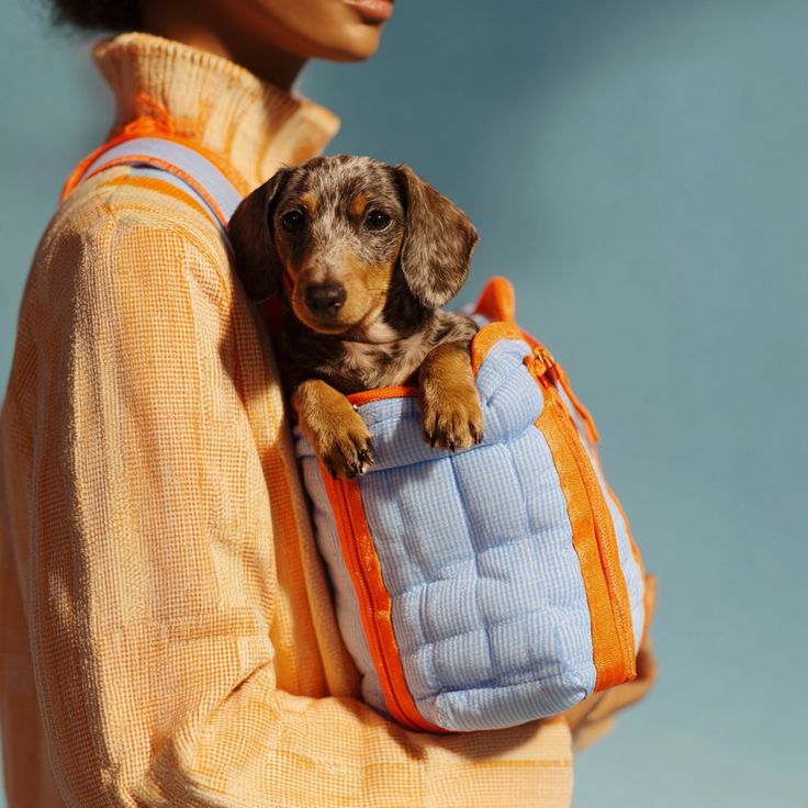 Pet backpacks for comfortable travel