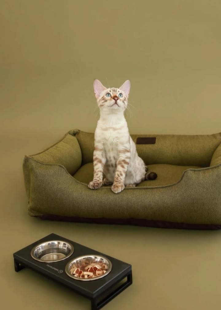 Interactive cat toys for everyday play