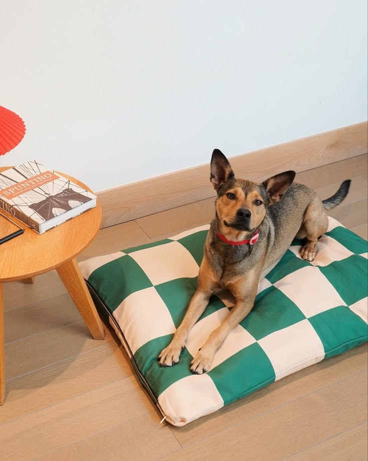 Dog essentials for comfort and everyday care